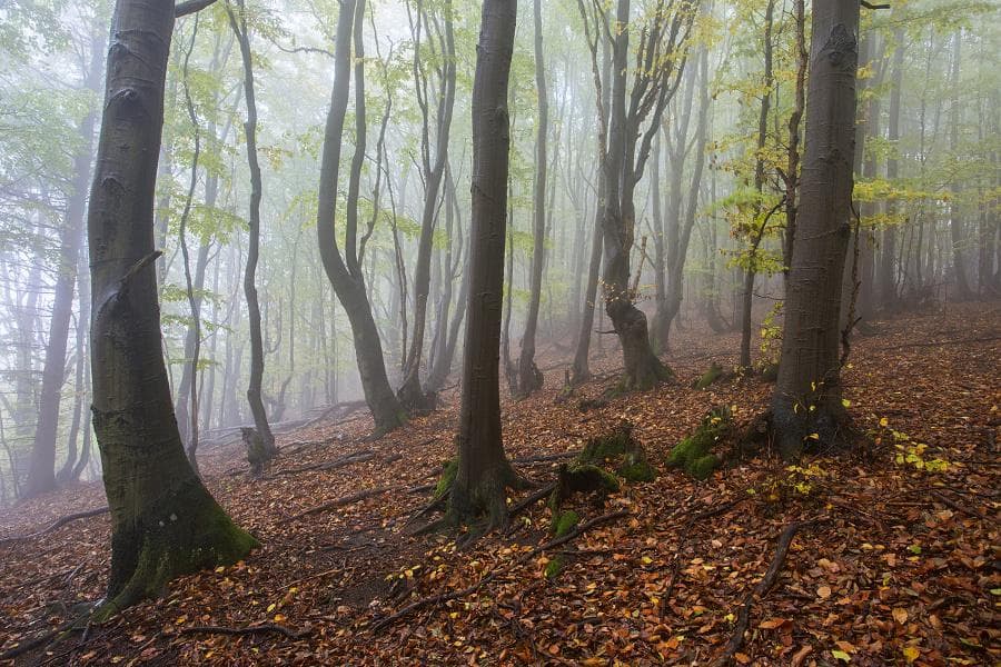 Palivové drevo — Brezno a Tále