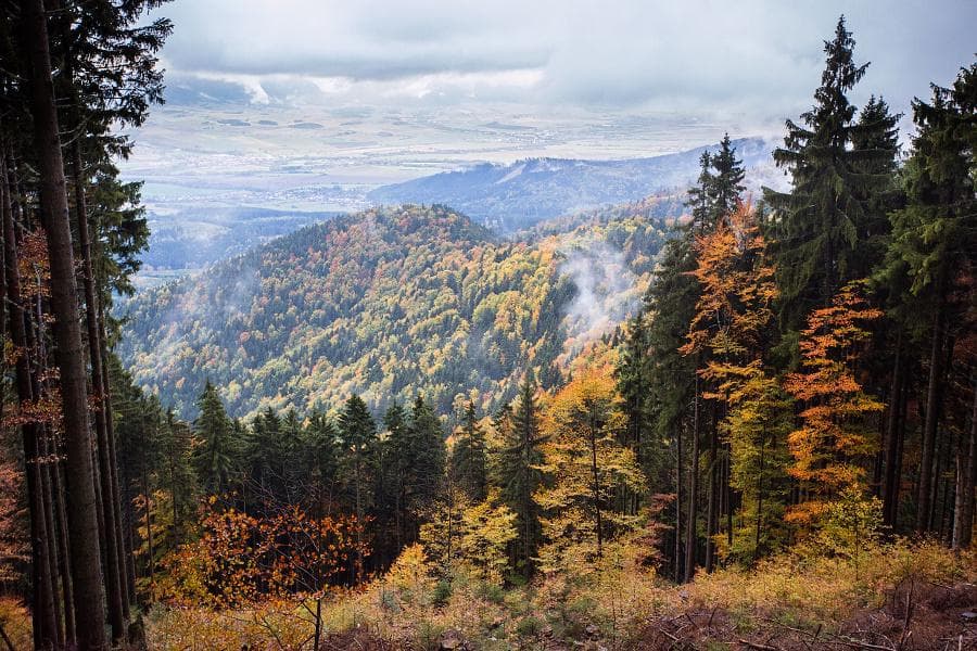 Palivové drevo — Košice