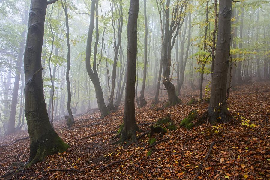 Palivové drevo — Zuberec a Roháče (Orava)