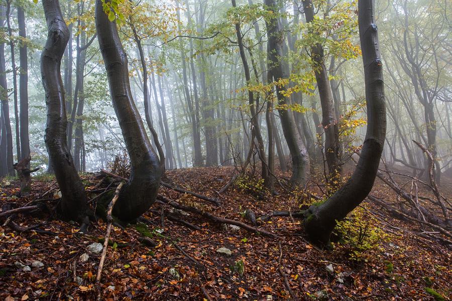 Palivové drevo — Štrba a Tatranská Štrba