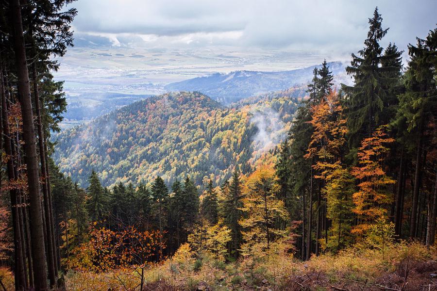 Palivové drevo — Košice (vilové štvrte)